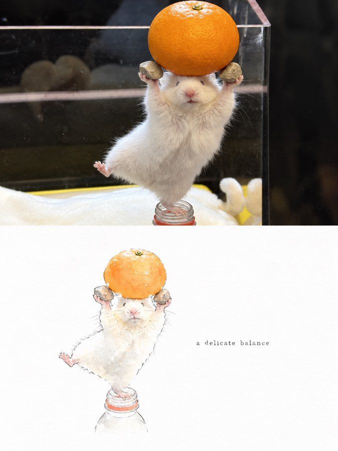 仓鼠顶橙子照片与水彩插画海报